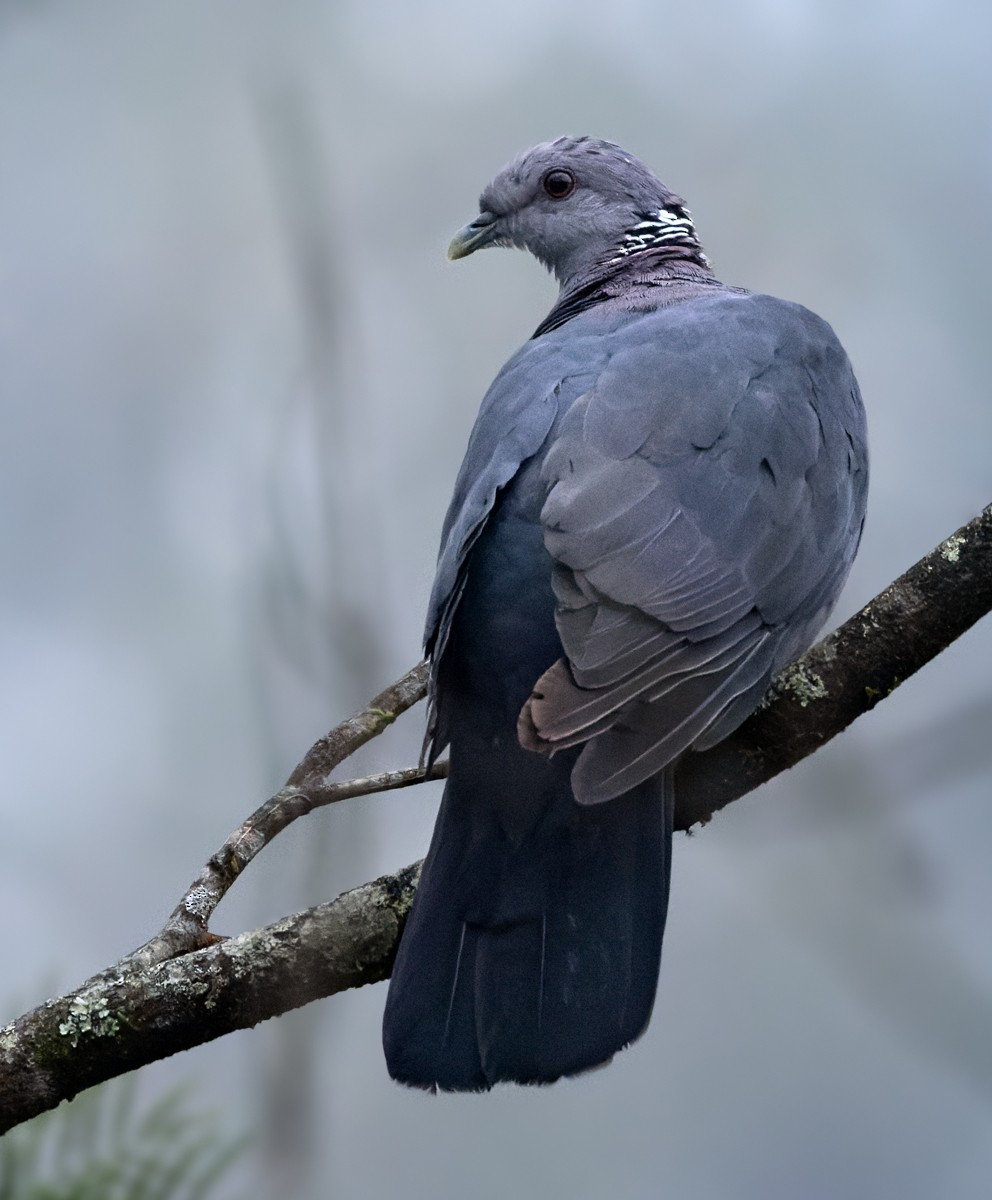 Sri Lanka Wood-Pigeon - ML620598884