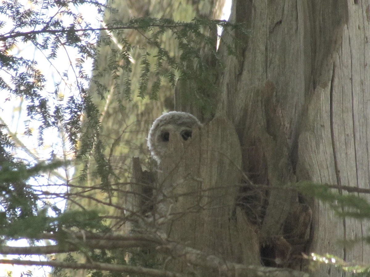 Barred Owl - ML620598887