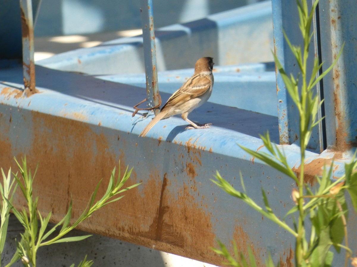 Eurasian Tree Sparrow - ML620598888