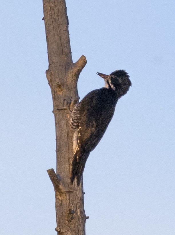 Black-backed Woodpecker - ML620598889