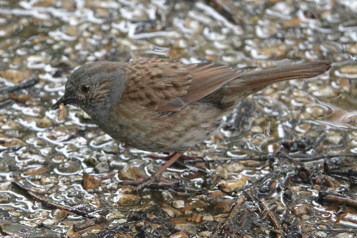 Dunnock - ML620598891