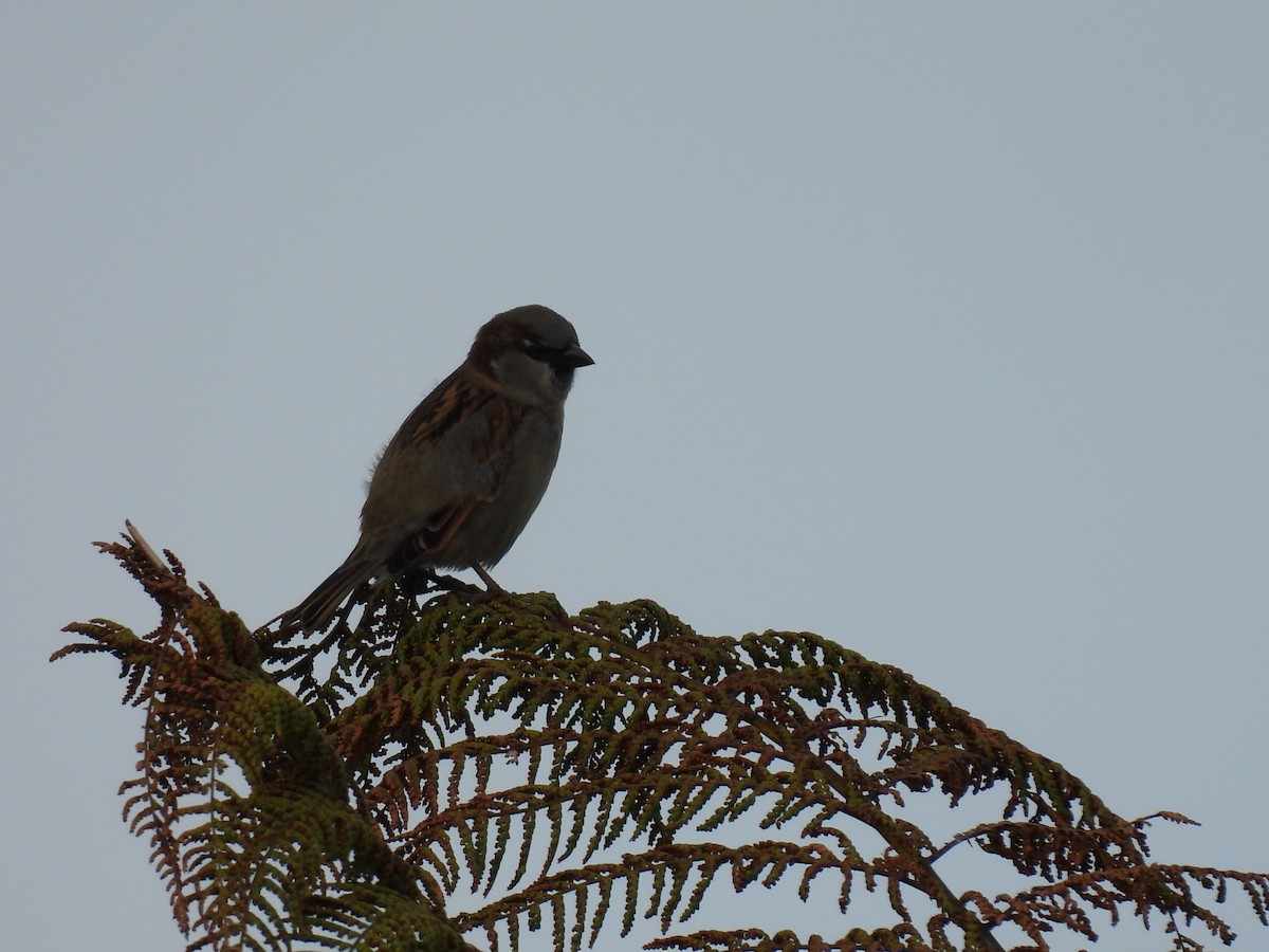 House Sparrow - ML620598893