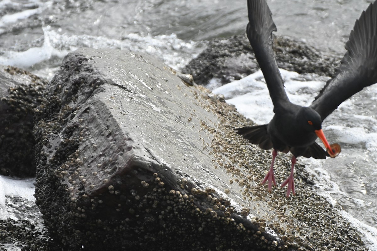 Sooty Oystercatcher - ML620598894