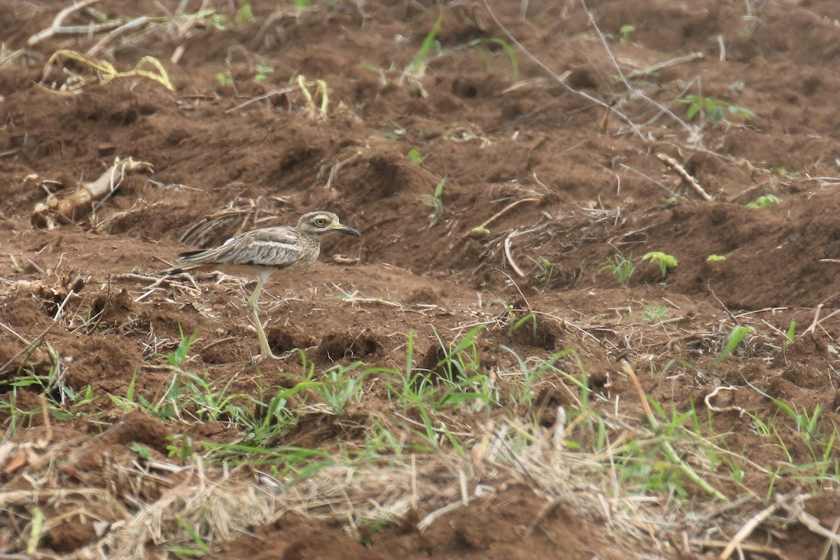 Indian Thick-knee - ML620598895