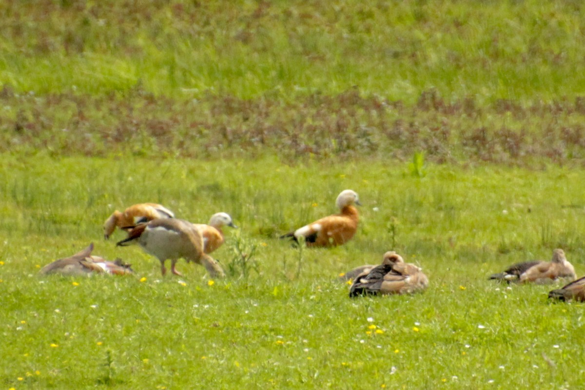 Ruddy Shelduck - ML620598897