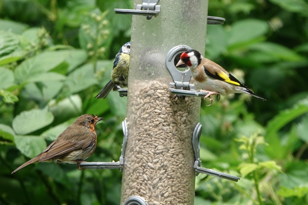 European Goldfinch - ML620598898