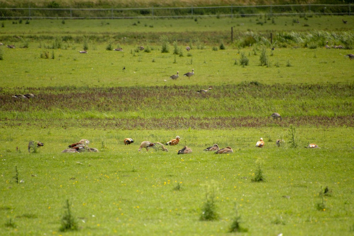 Ruddy Shelduck - ML620598899