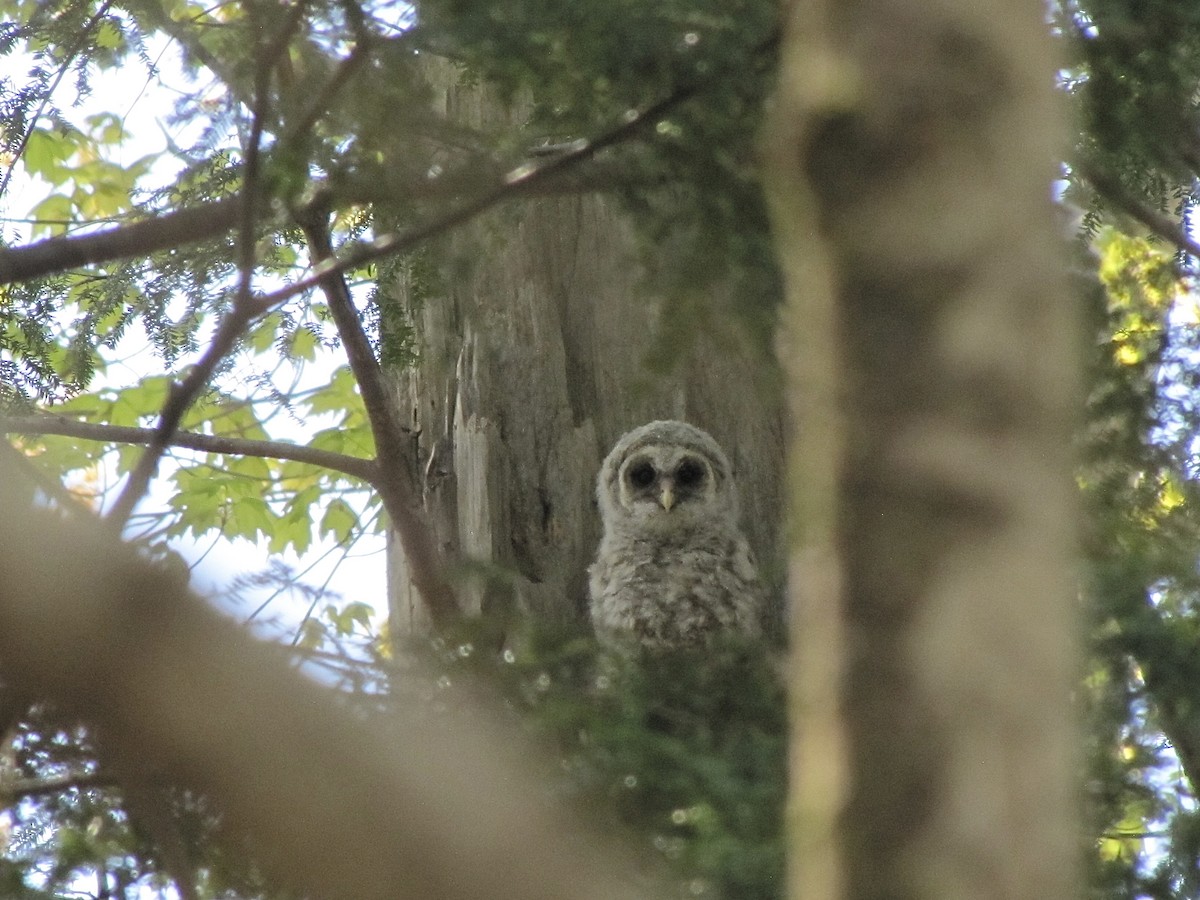 Barred Owl - ML620598904