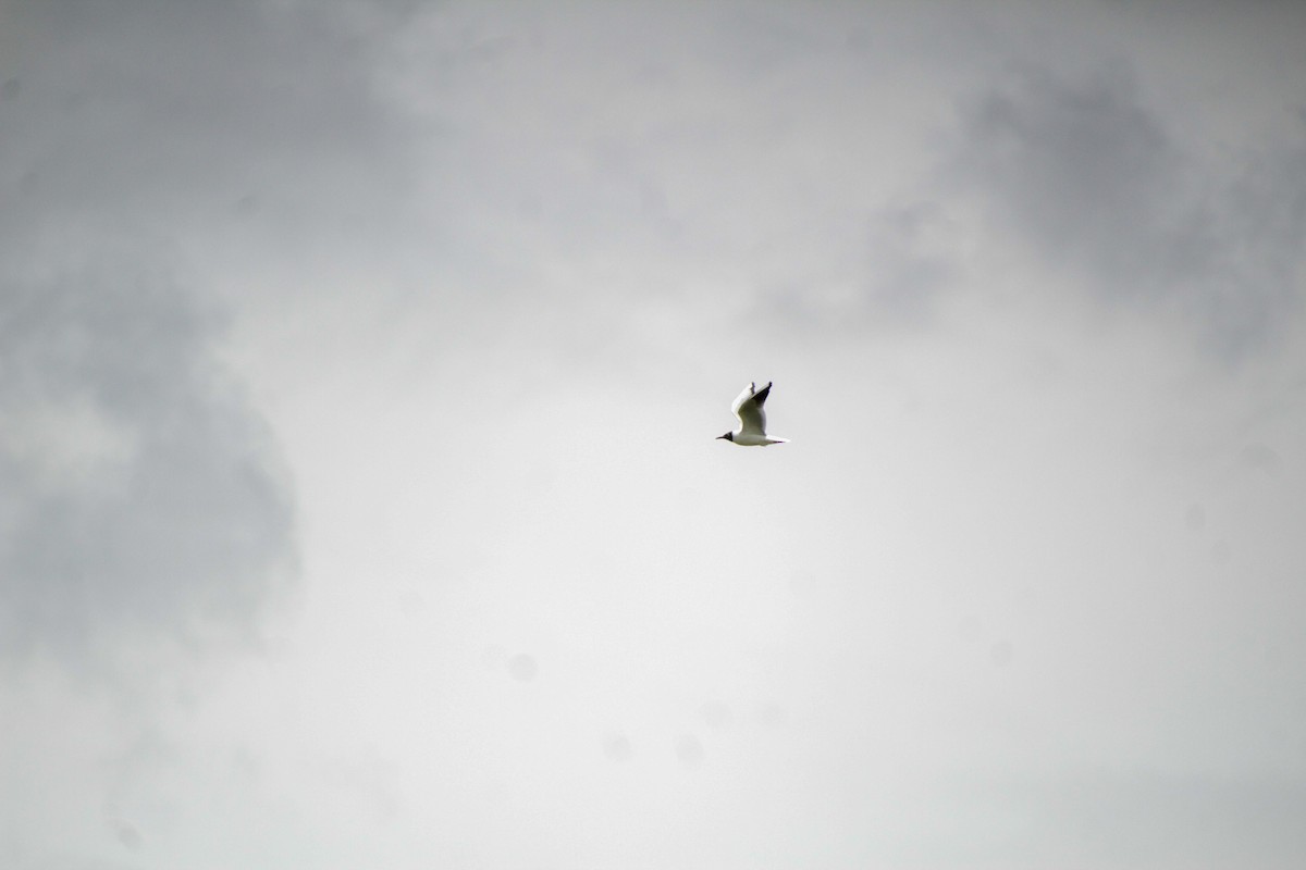 Black-headed Gull - ML620598906