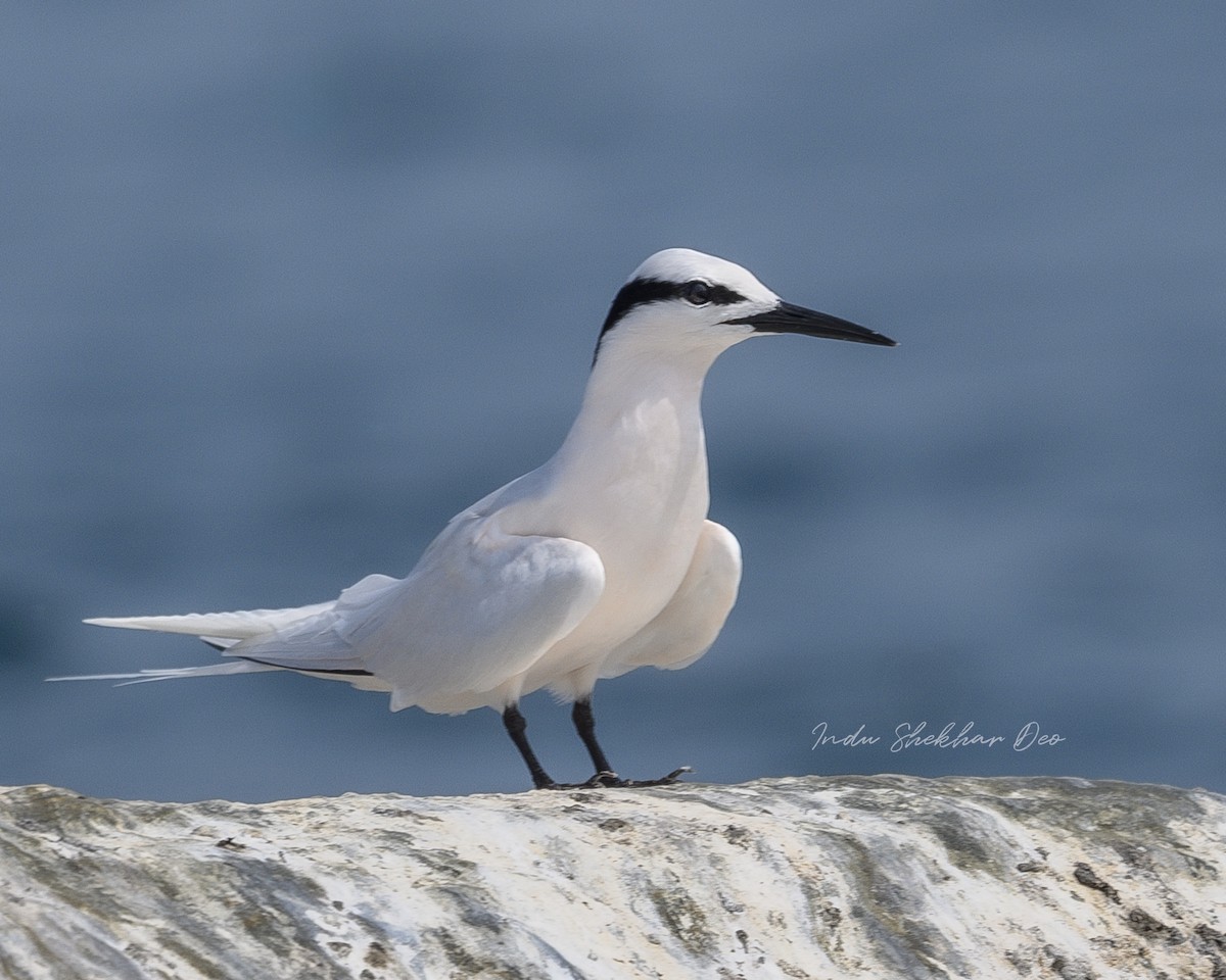 Black-naped Tern - ML620598907