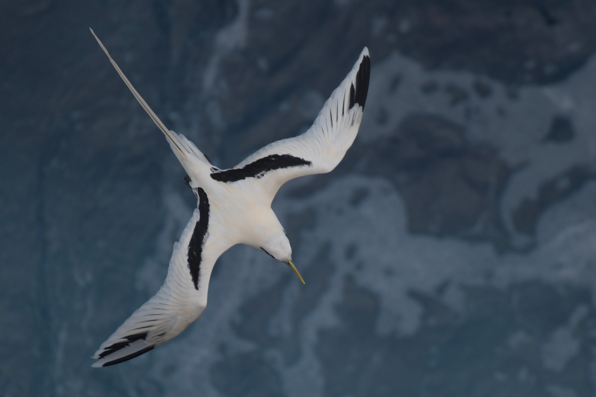 White-tailed Tropicbird - Sushil Kumar