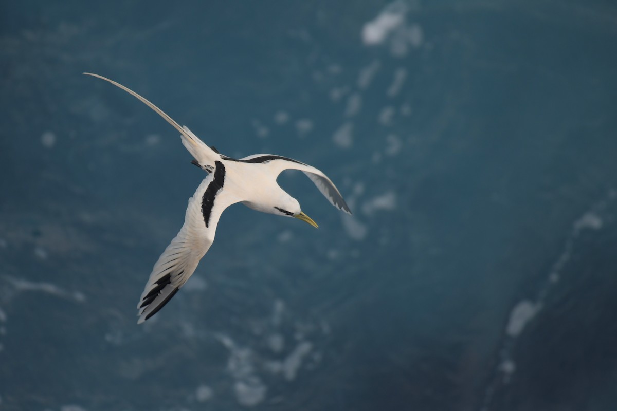 White-tailed Tropicbird - ML620598914