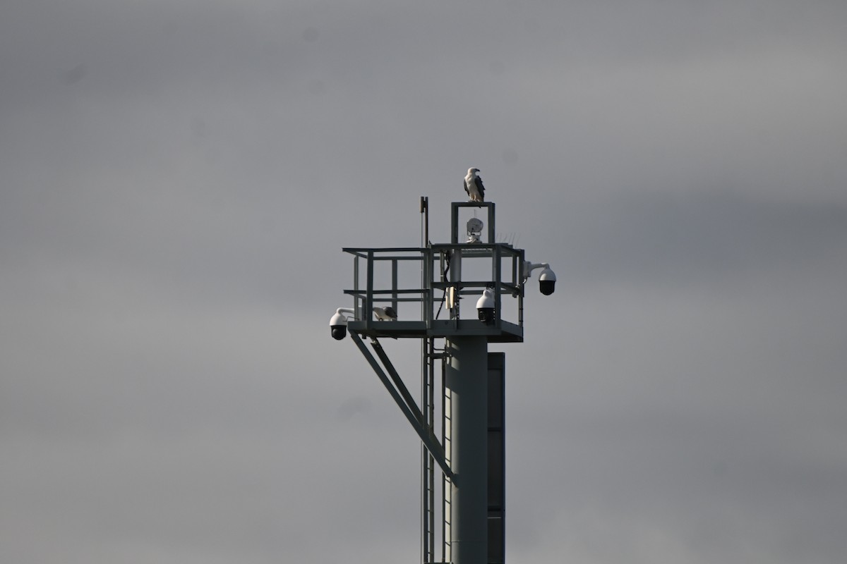 White-bellied Sea-Eagle - ML620598916