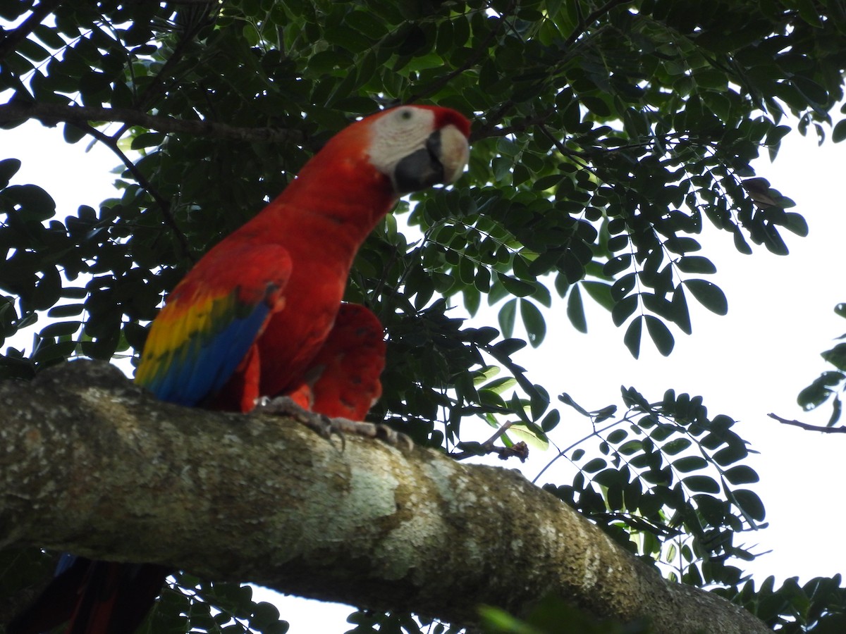 Scarlet Macaw - ML620598923