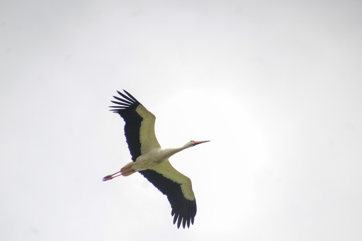 White Stork - ML620598924