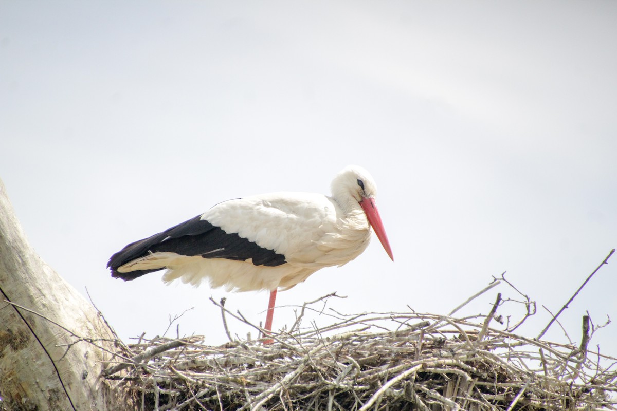 White Stork - ML620598925