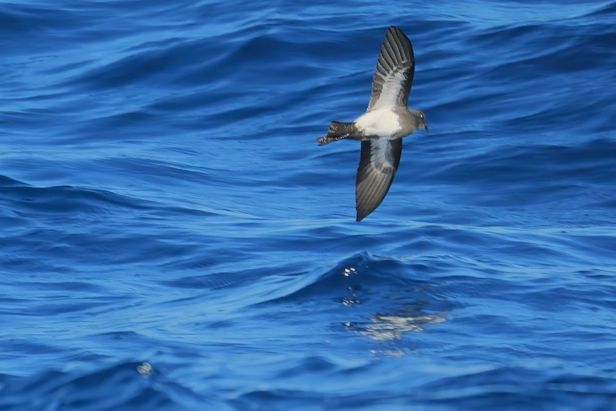 Black-bellied Storm-Petrel - ML620598930