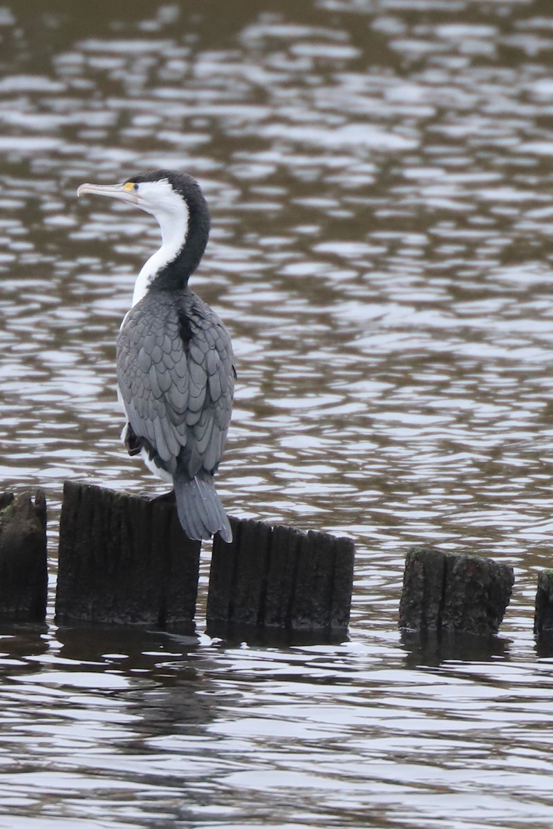 Pied Cormorant - ML620598931