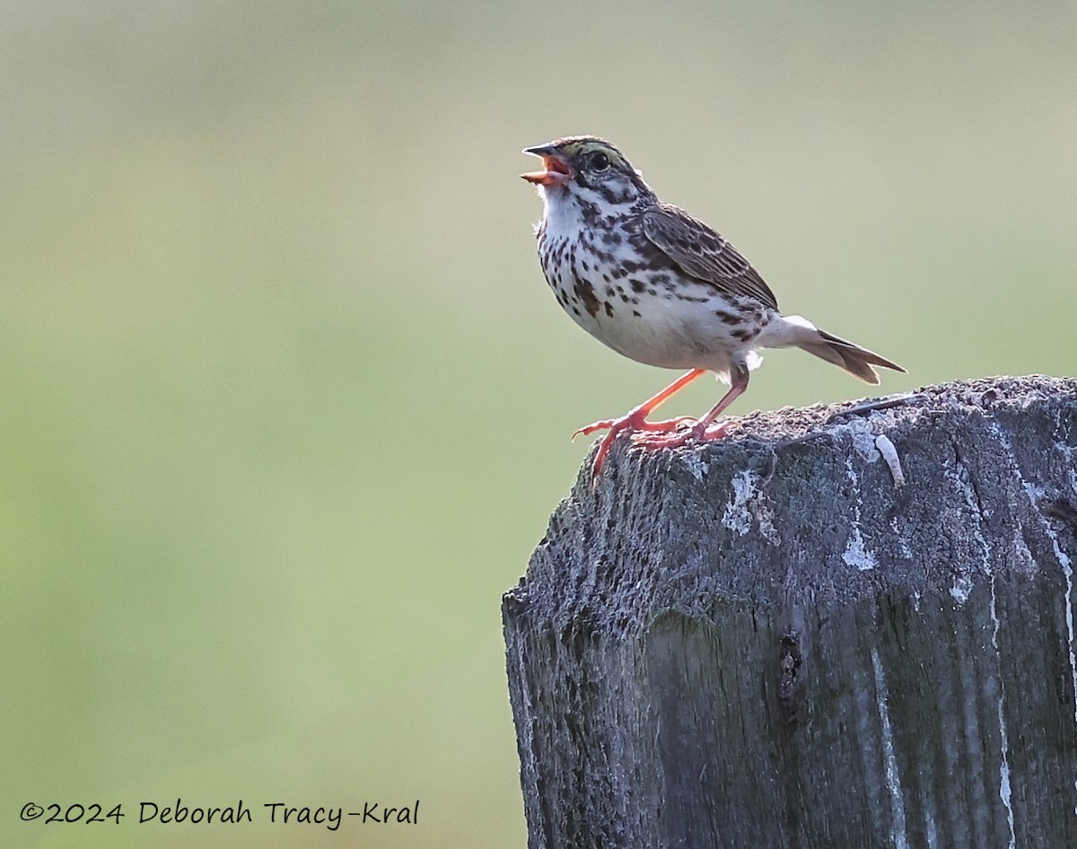 Savannah Sparrow - ML620598950