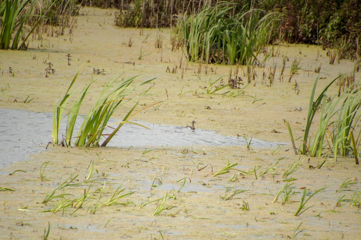 Little Grebe - ML620598958