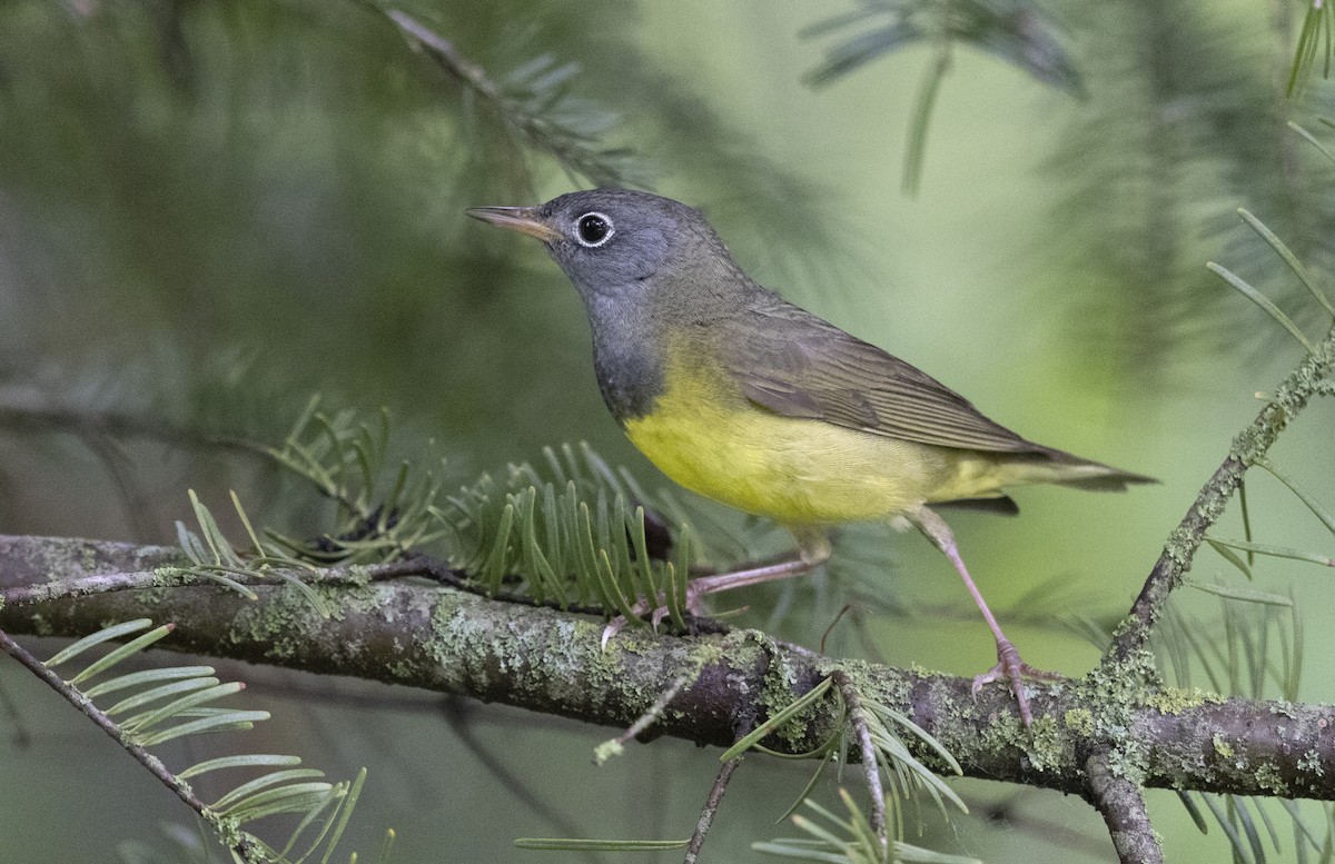 Connecticut Warbler - ML620598960