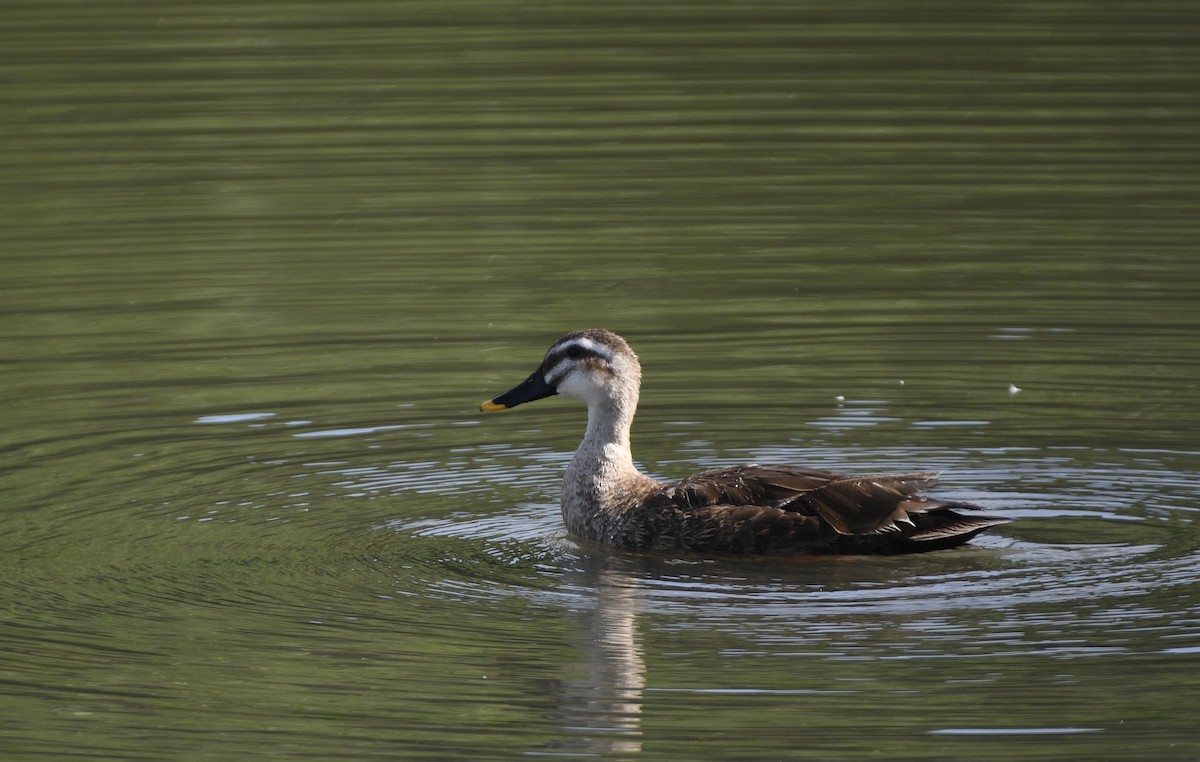 Eastern Spot-billed Duck - ML620598962