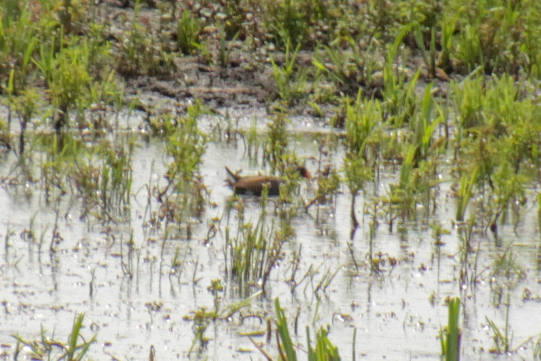 Eurasian Moorhen - ML620598967