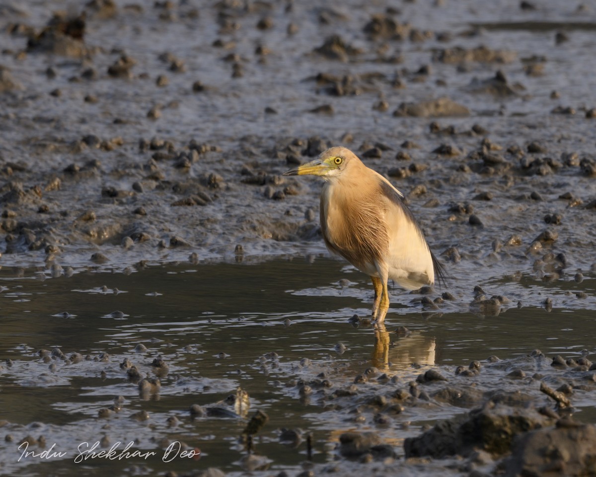 Javan Pond-Heron - ML620598978