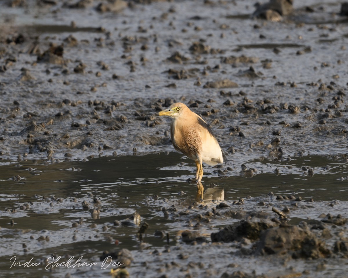 Javan Pond-Heron - Indu Shekhar Deo