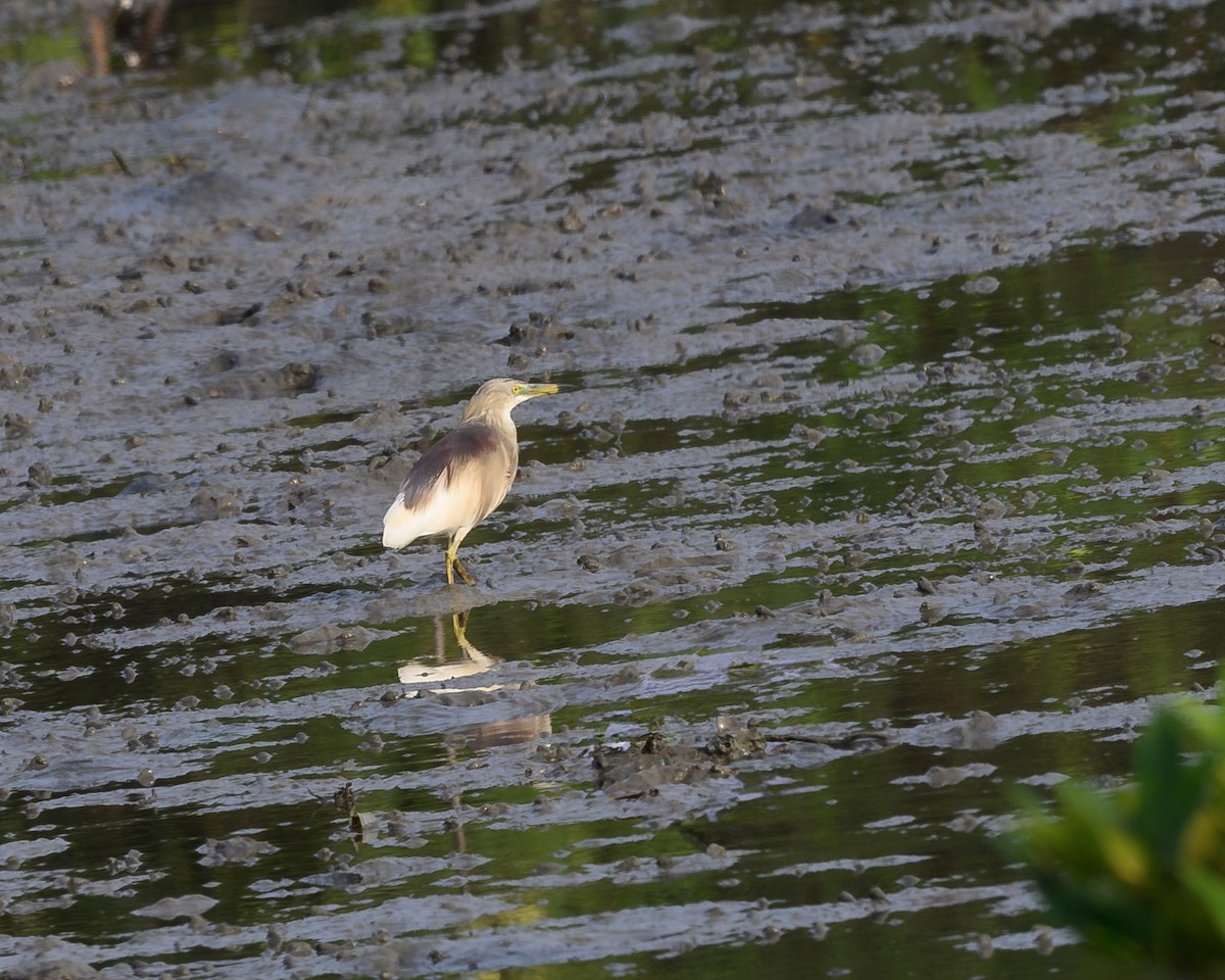 Javan Pond-Heron - ML620598980