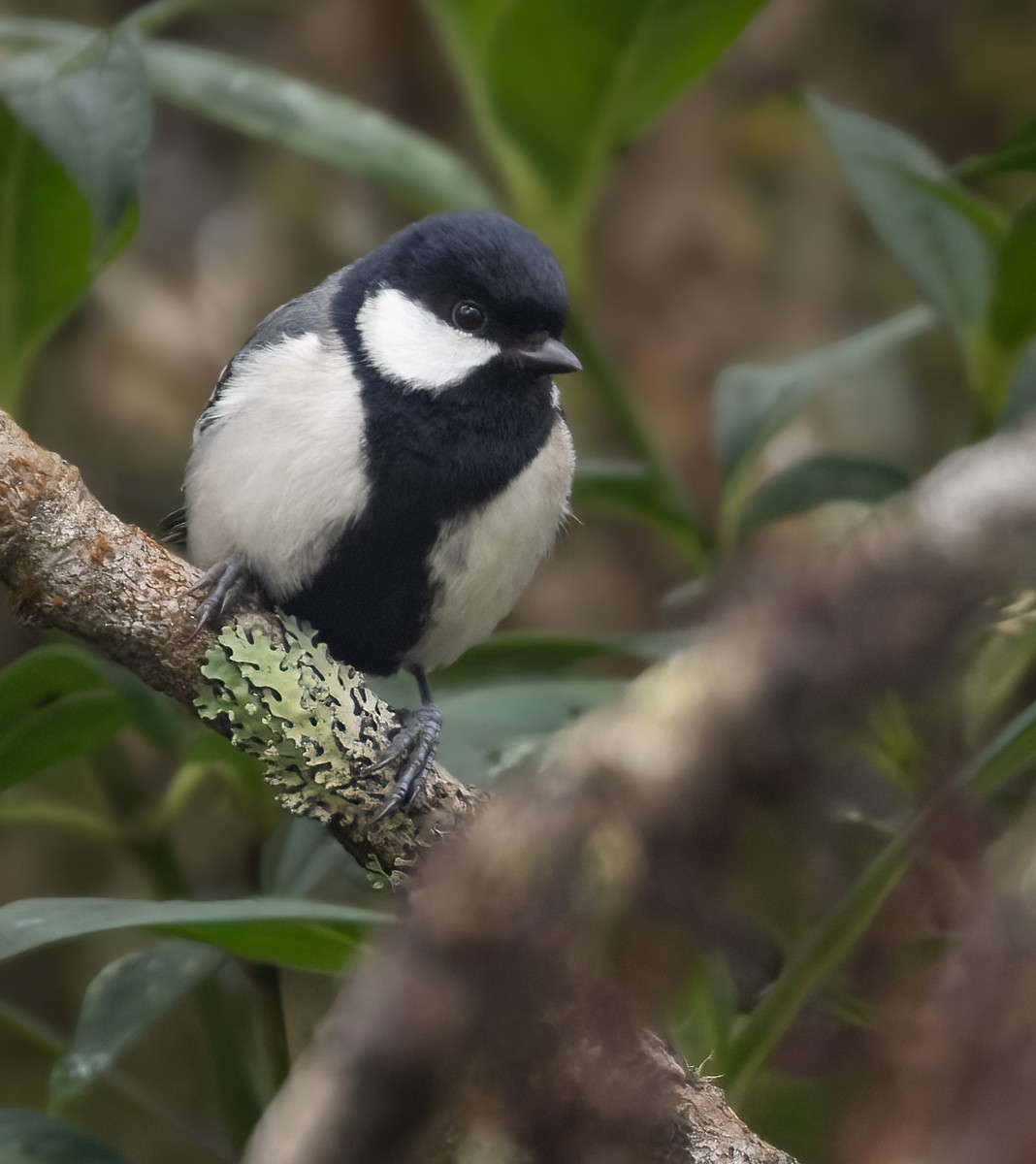 Cinereous Tit - ML620598990