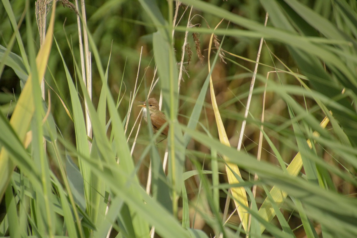 Common Reed Warbler - ML620598994