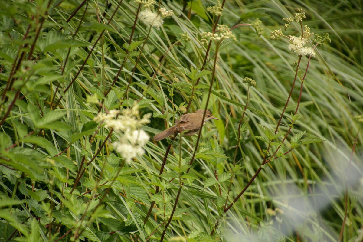 Common Reed Warbler - ML620598995