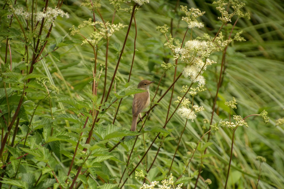 Common Reed Warbler - ML620598997