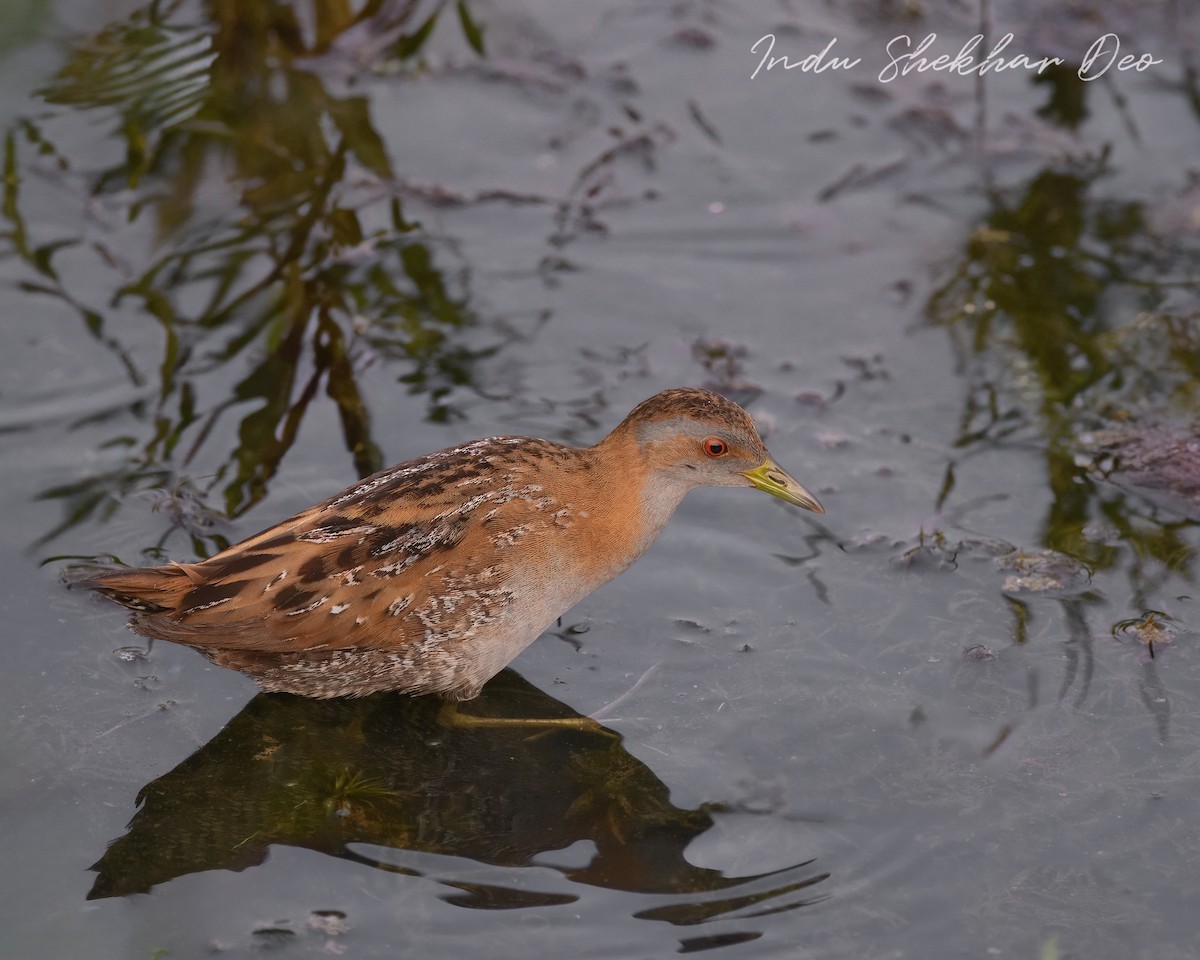 Baillon's Crake - ML620599000