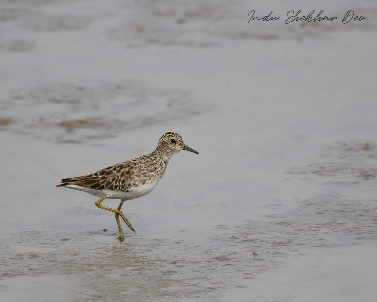 Langzehen-Strandläufer - ML620599005