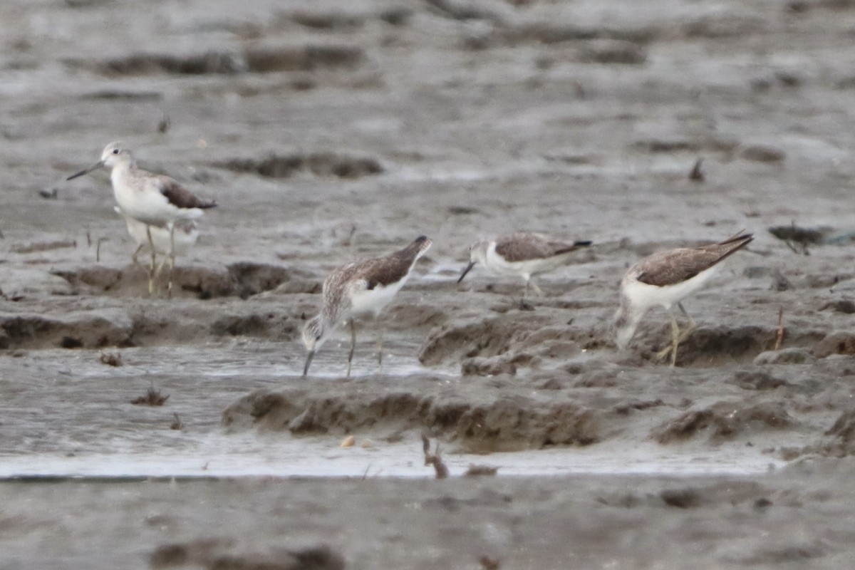 Common Greenshank - ML620599006