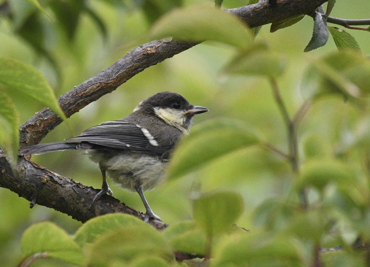 Japanese Tit - ML620599007