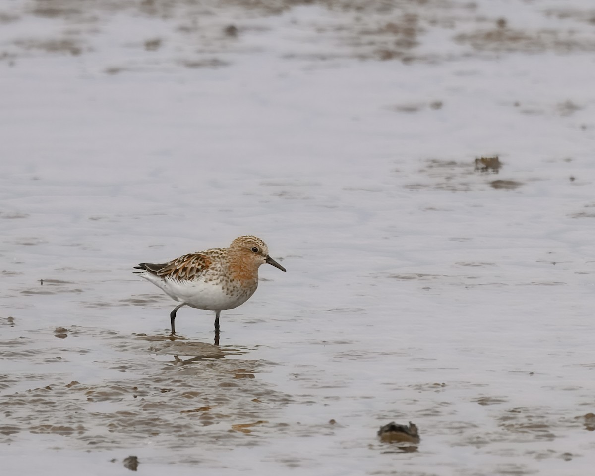 Rotkehl-Strandläufer - ML620599009