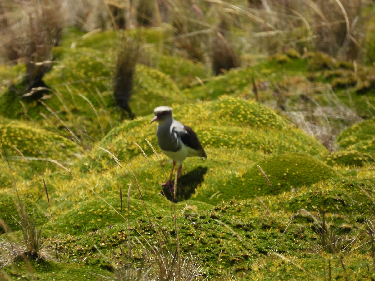 Andean Lapwing - ML620599011