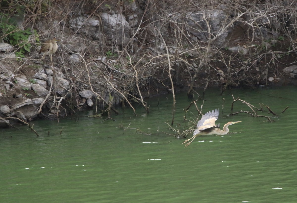 Purple Heron (Bourne's) - ML620599013