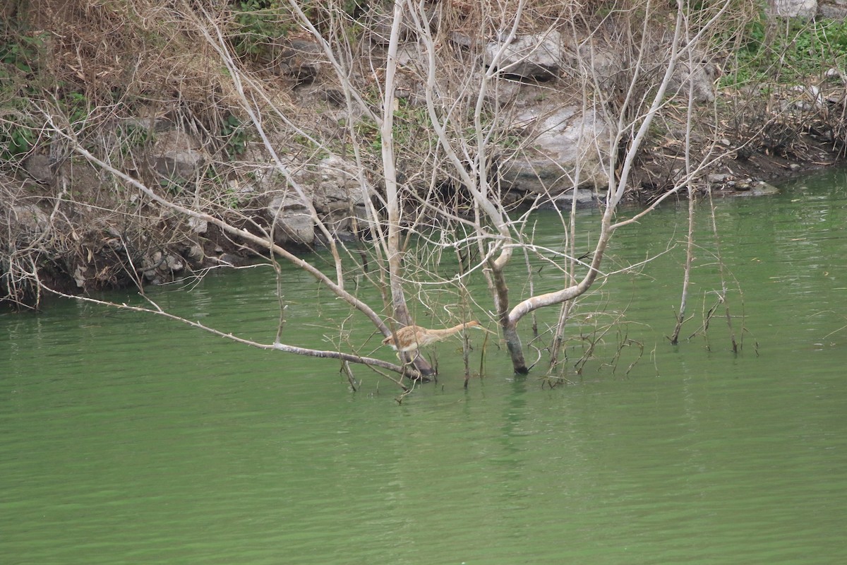 Purple Heron (Bourne's) - ML620599016