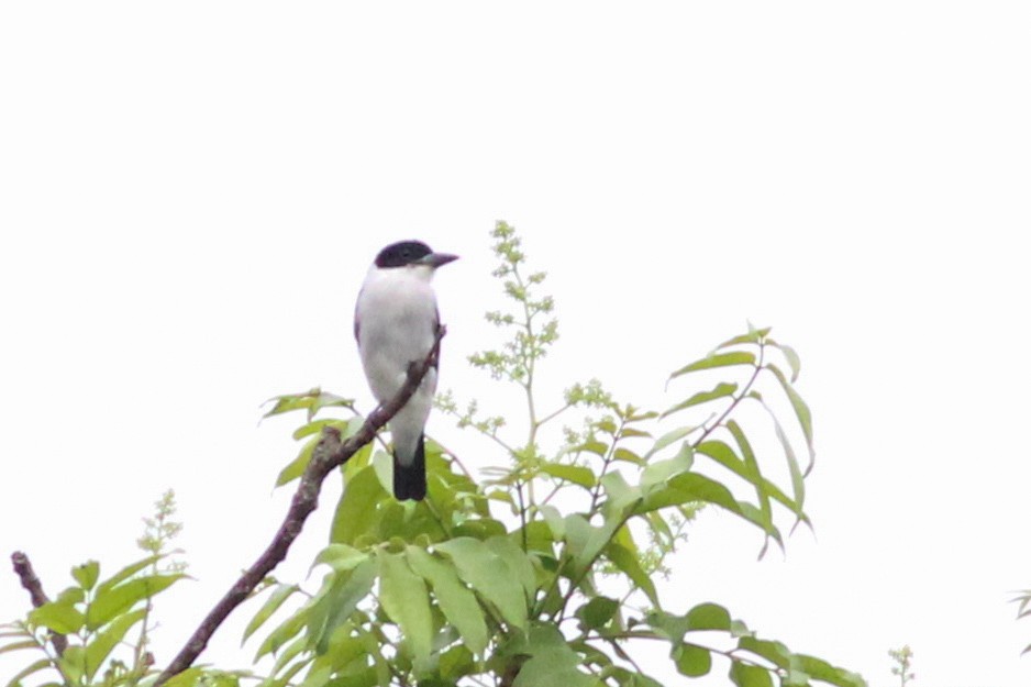 Black-crowned Tityra - ML620599020