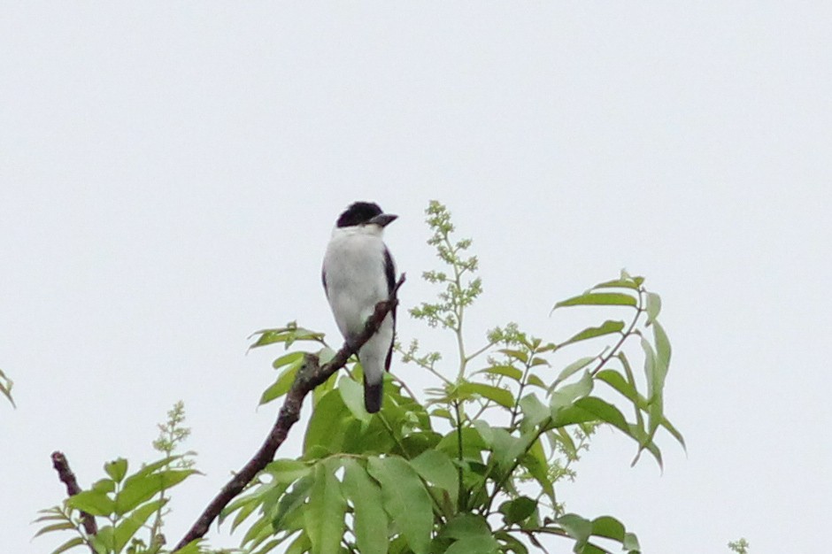 Black-crowned Tityra - ML620599022