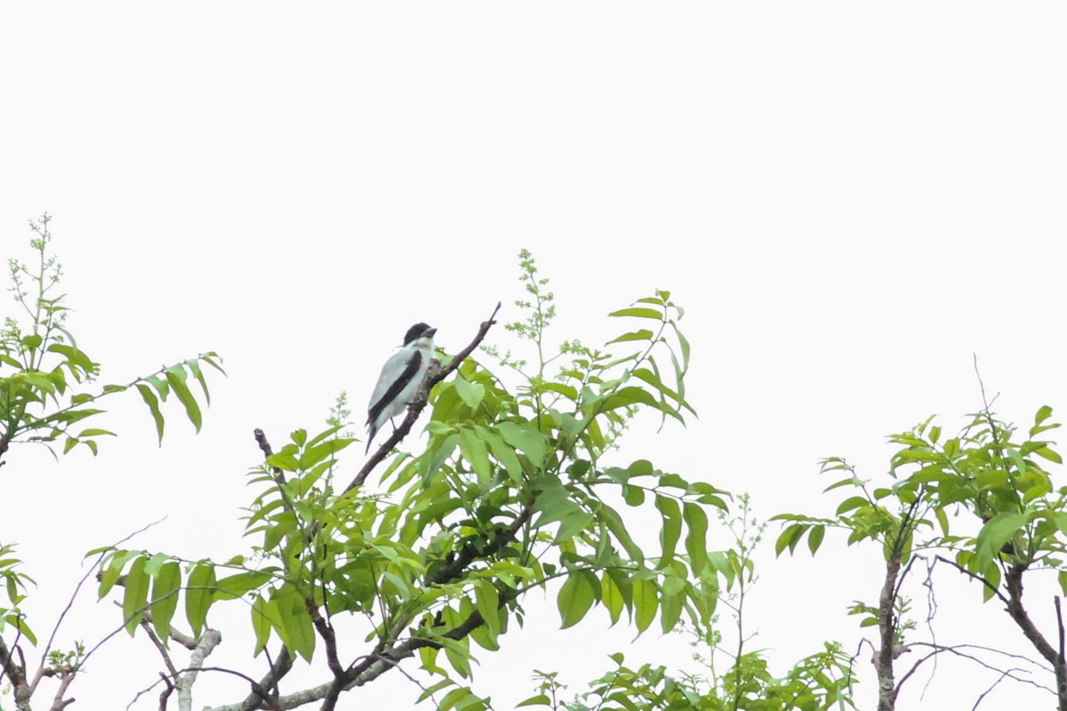 Black-crowned Tityra - ML620599028