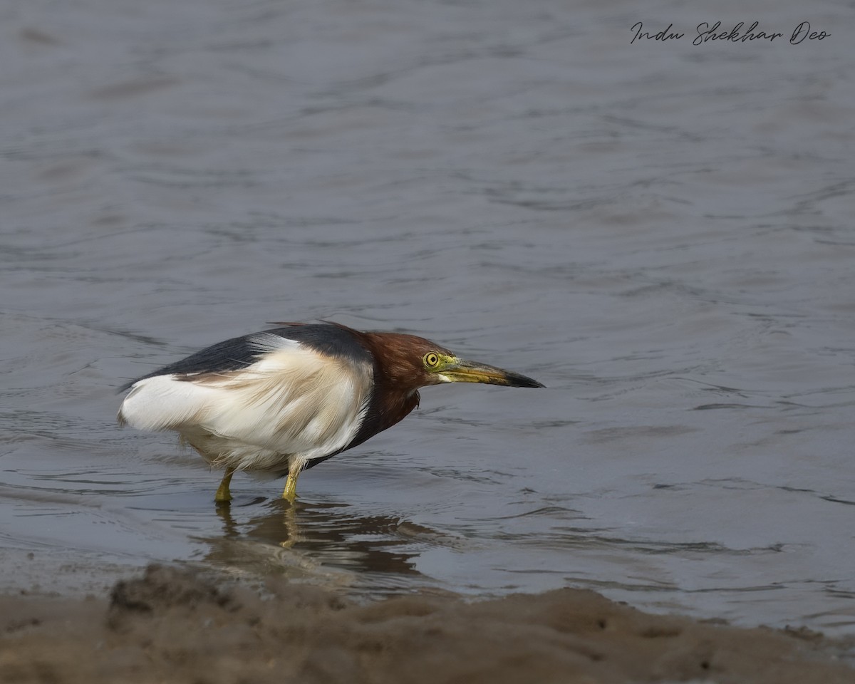 Chinese Pond-Heron - ML620599031