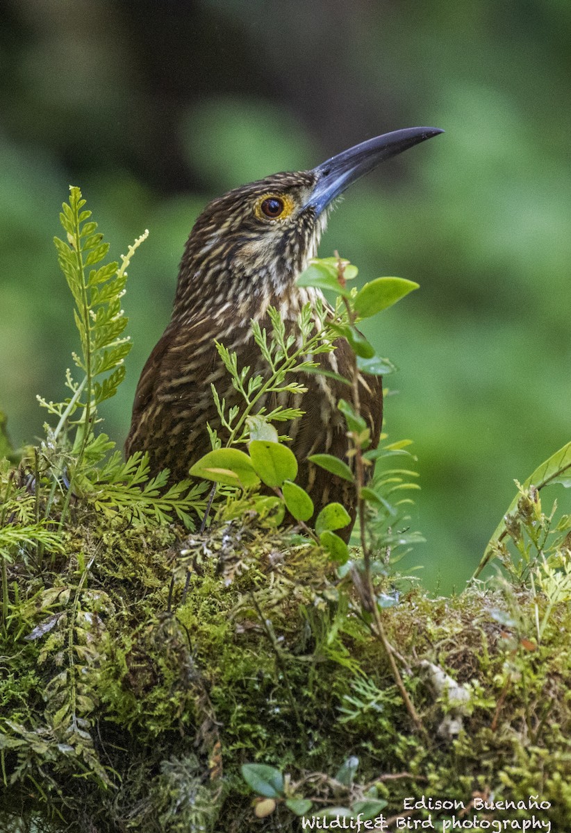 Strong-billed Woodcreeper - ML620599034