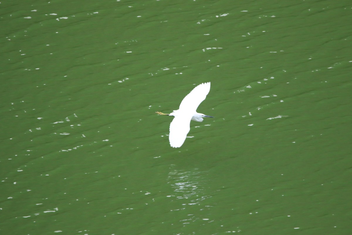 Little Egret - ML620599037