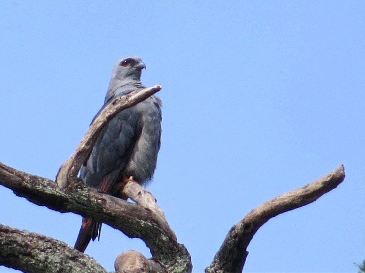 Plumbeous Kite - ML620599038