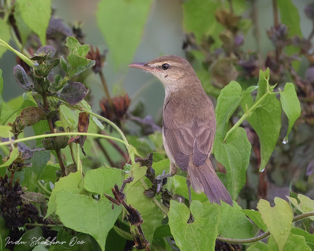 Oriental Reed Warbler - ML620599041